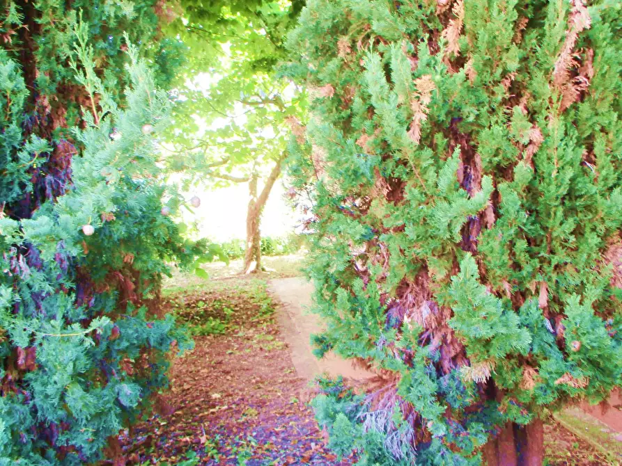 Immagine 4 di Villa in vendita  a Pontedera