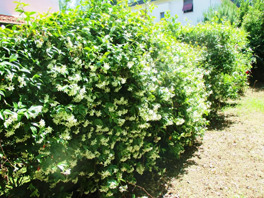 Immagine 2 di Villa in vendita  a Pontedera