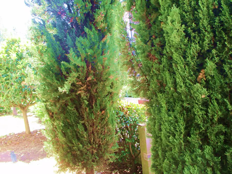 Immagine 5 di Villa in vendita  a Pontedera