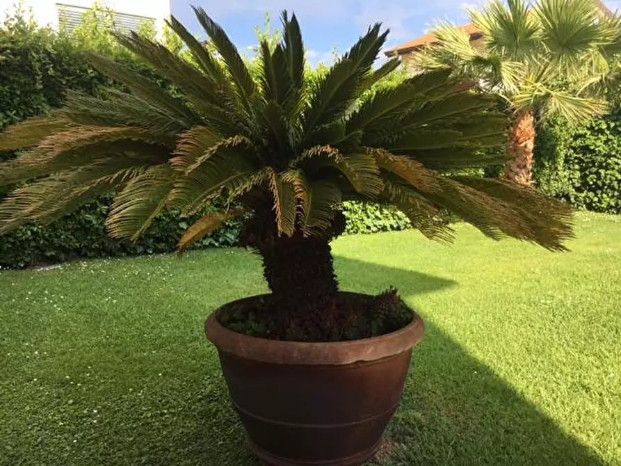 Immagine 39 di Villa in vendita  a Camaiore