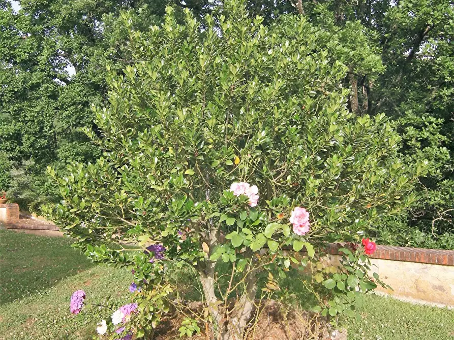 Immagine 46 di Villa in vendita  a Castelnuovo Magra