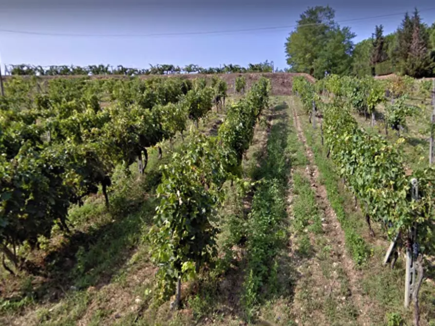 Immagine 2 di Terreno agricolo in vendita  a San Miniato