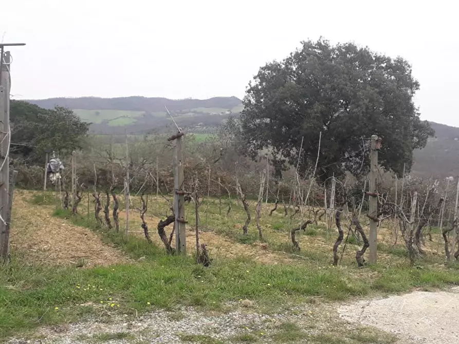 Immagine 5 di Casa indipendente in vendita  a Manciano