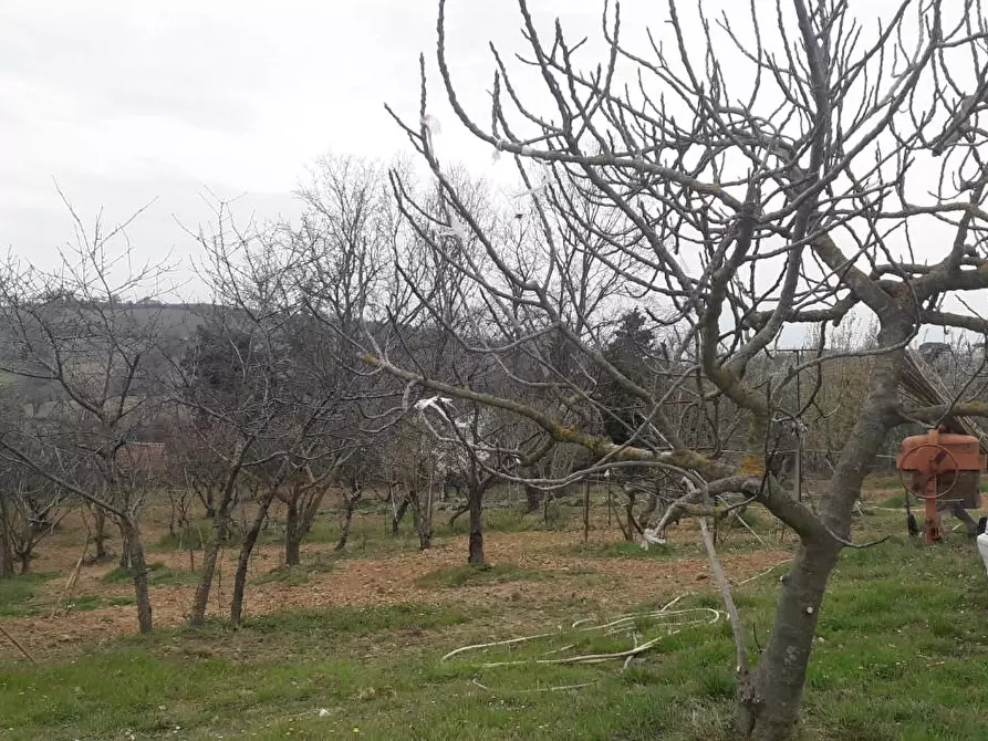 Immagine 6 di Casa indipendente in vendita  a Manciano