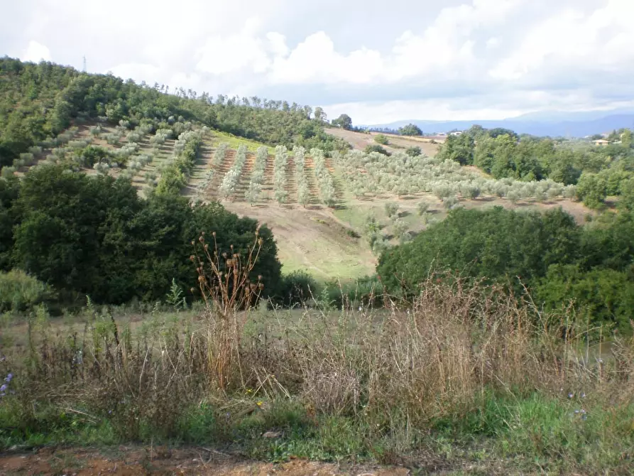 Immagine 3 di Casa indipendente in vendita  a Manciano