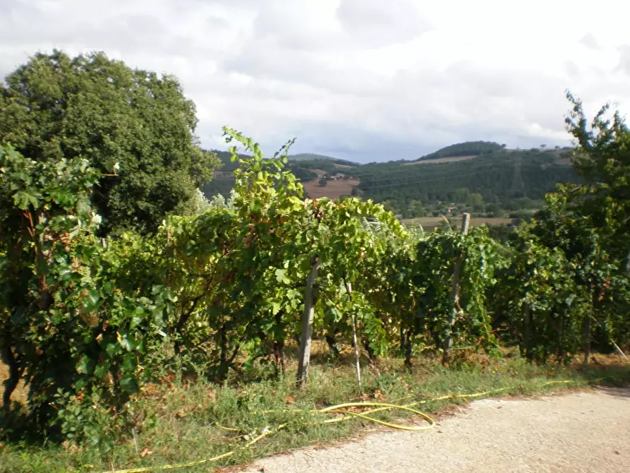Immagine 4 di Casa indipendente in vendita  a Manciano