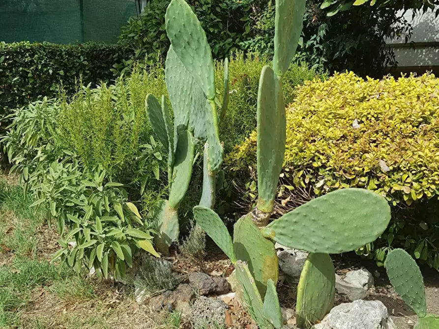 Immagine 11 di Terratetto in vendita  a San Miniato