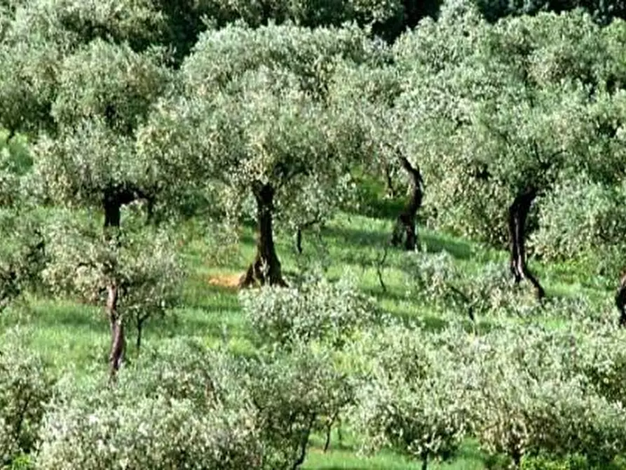Immagine 1 di Terreno agricolo in vendita  a San Giuliano Terme