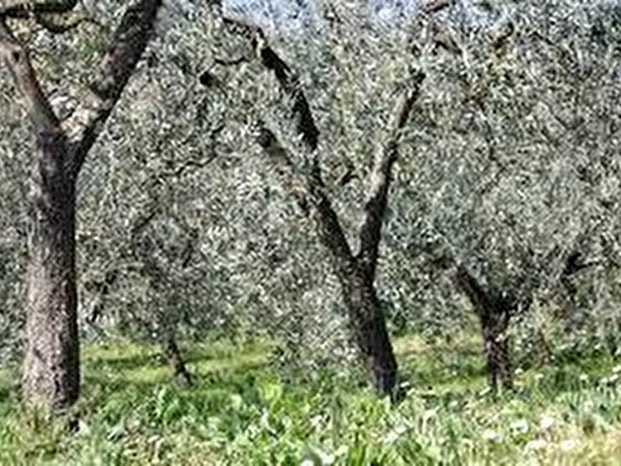 Immagine 2 di Terreno agricolo in vendita  a San Giuliano Terme