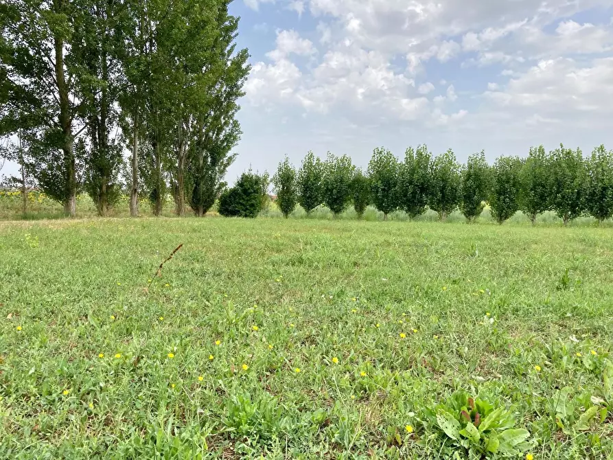 Immagine 1 di Terreno agricolo in vendita  a Calcinaia