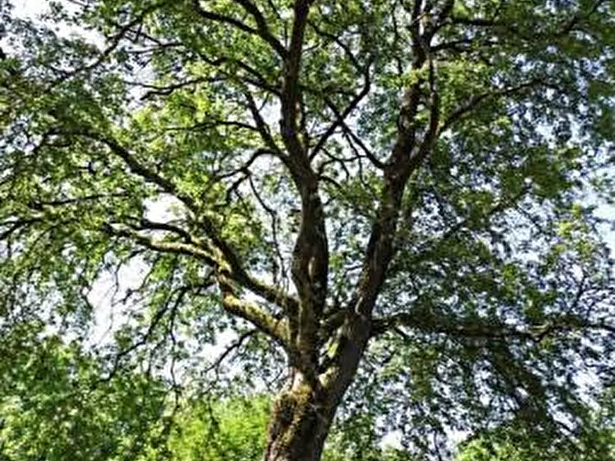 Immagine 4 di Rustico / casale in vendita  a Altopascio