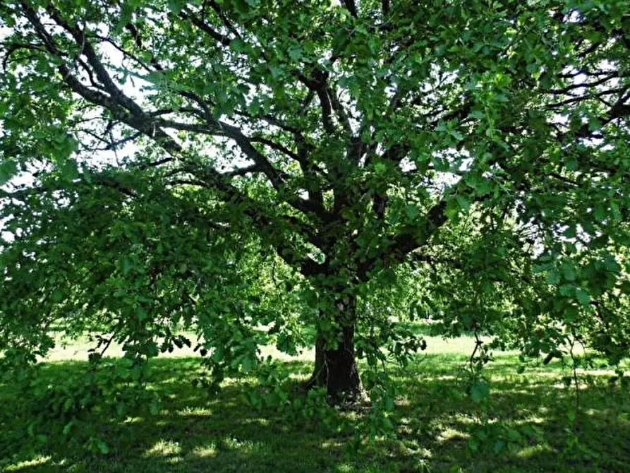 Immagine 5 di Rustico / casale in vendita  a Altopascio