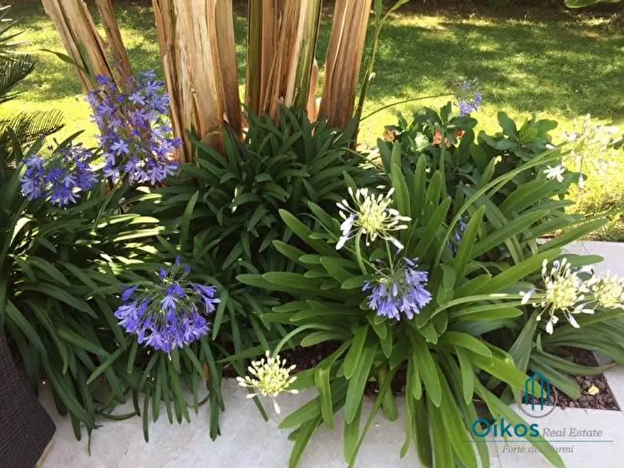 Immagine 14 di Villa in affitto  a Pietrasanta