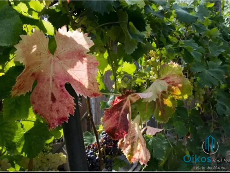 Immagine 5 di Albergo/B&B/Residence in vendita  a Massa