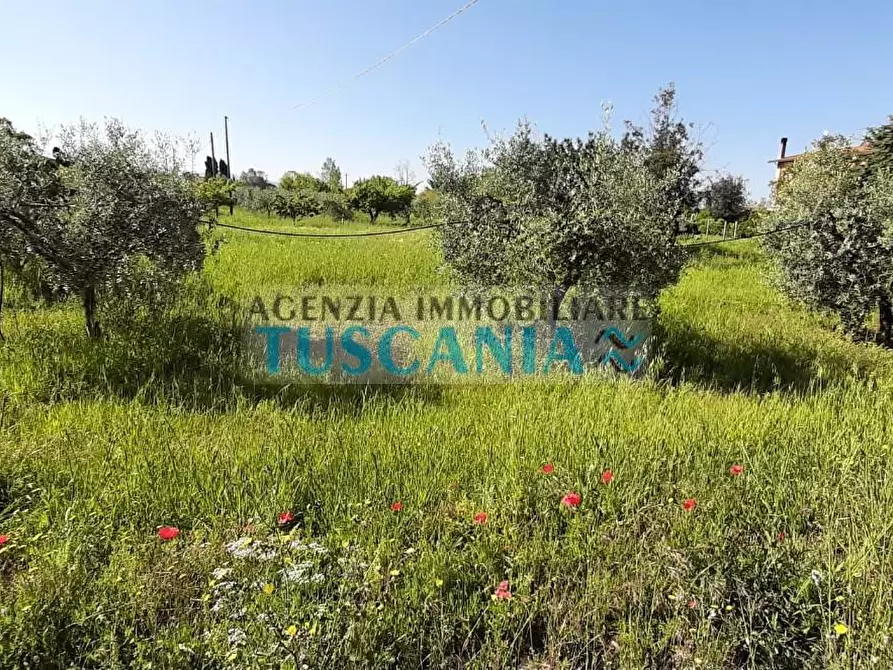 Immagine 1 di Terreno agricolo in vendita  a Bibbona