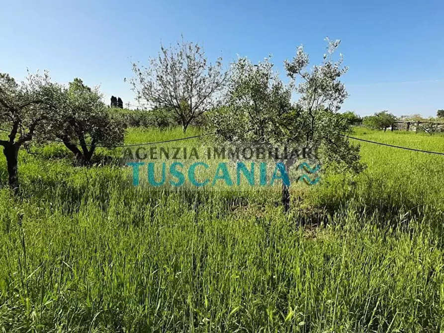 Immagine 3 di Terreno agricolo in vendita  a Bibbona