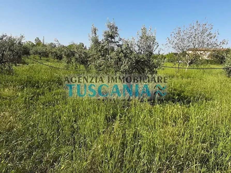 Immagine 6 di Terreno agricolo in vendita  a Bibbona