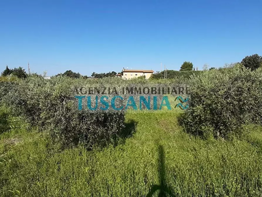 Immagine 5 di Terreno agricolo in vendita  a Bibbona