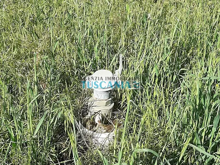 Immagine 2 di Terreno agricolo in vendita  a Bibbona