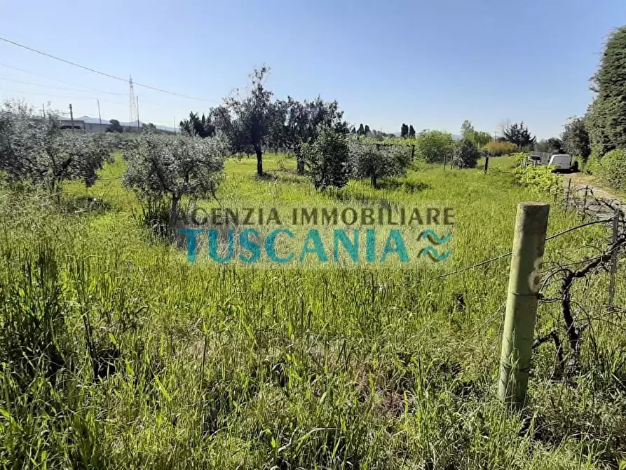 Immagine 4 di Terreno agricolo in vendita  a Bibbona