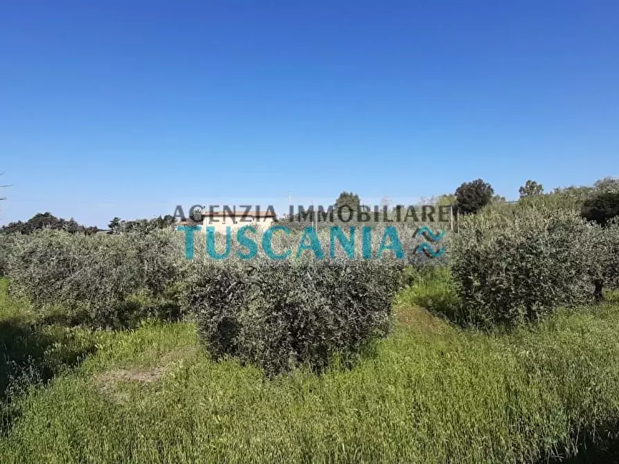 Immagine 7 di Terreno agricolo in vendita  a Bibbona