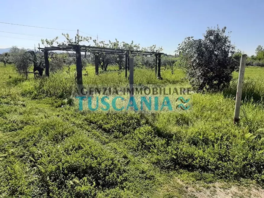 Immagine 8 di Terreno agricolo in vendita  a Bibbona