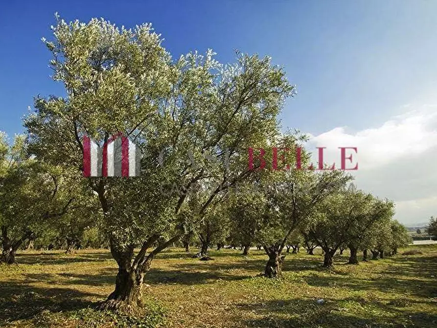 Immagine 1 di Terreno agricolo in vendita  a Massarosa