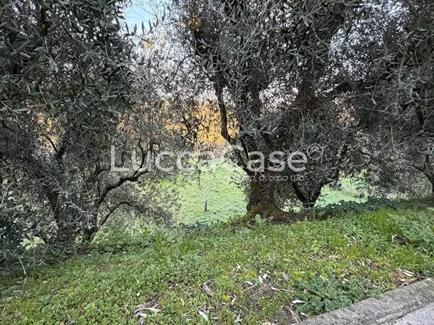 Immagine 83 di Villa in vendita  a Capannori