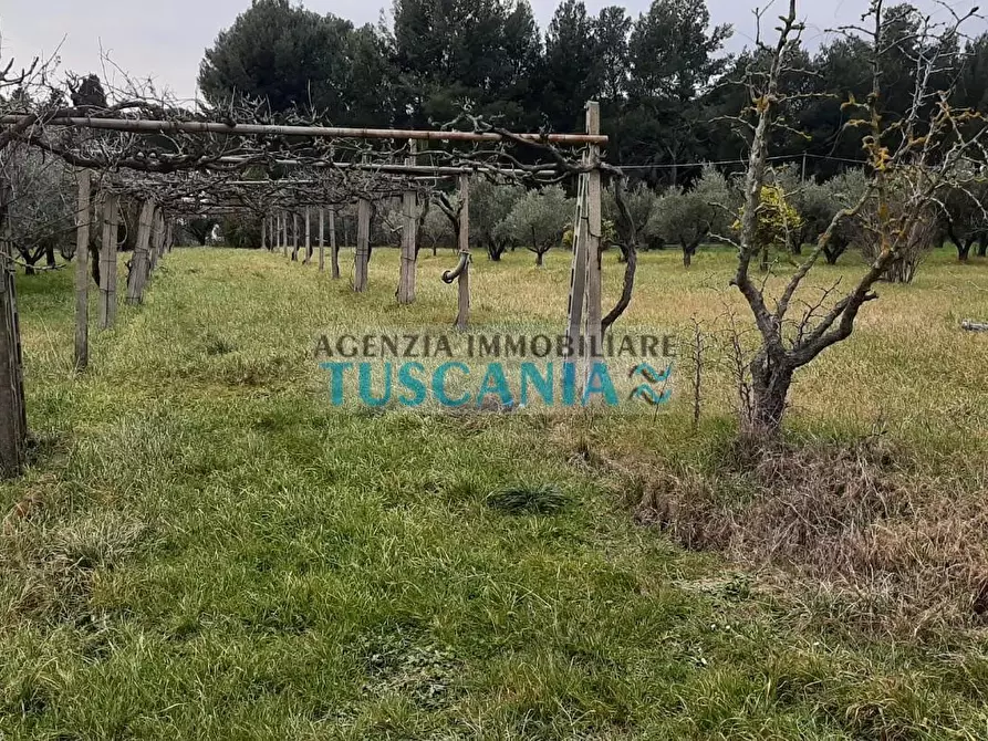 Immagine 5 di Terreno agricolo in vendita  a Cecina