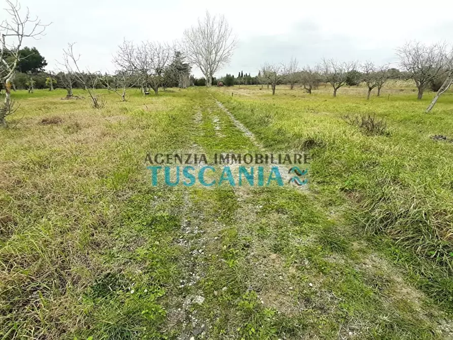 Immagine 8 di Terreno agricolo in vendita  a Cecina