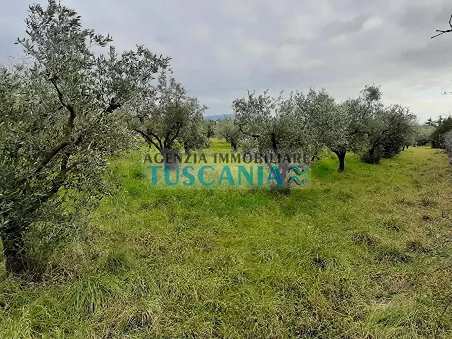 Immagine 4 di Terreno agricolo in vendita  a Cecina