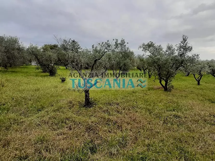 Immagine 11 di Terreno agricolo in vendita  a Cecina