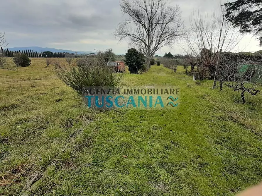Immagine 9 di Terreno agricolo in vendita  a Cecina
