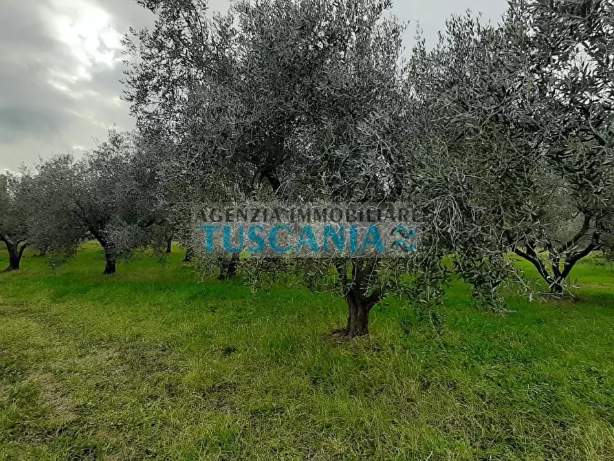 Immagine 10 di Terreno agricolo in vendita  a Cecina