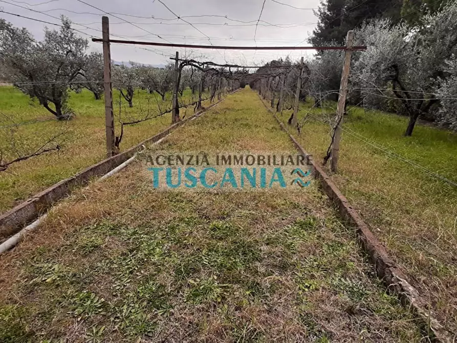 Immagine 3 di Terreno agricolo in vendita  a Cecina