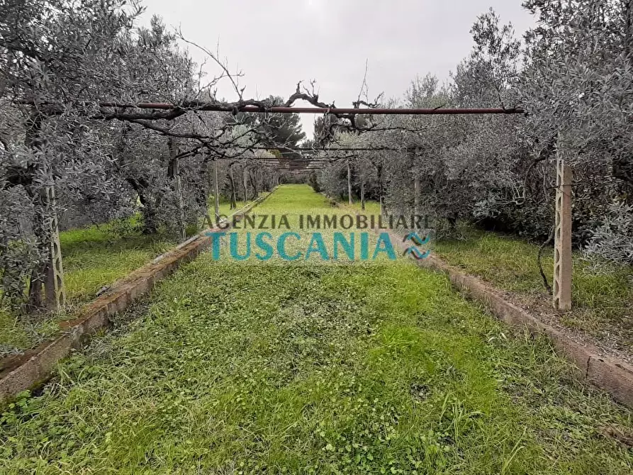Immagine 2 di Terreno agricolo in vendita  a Cecina