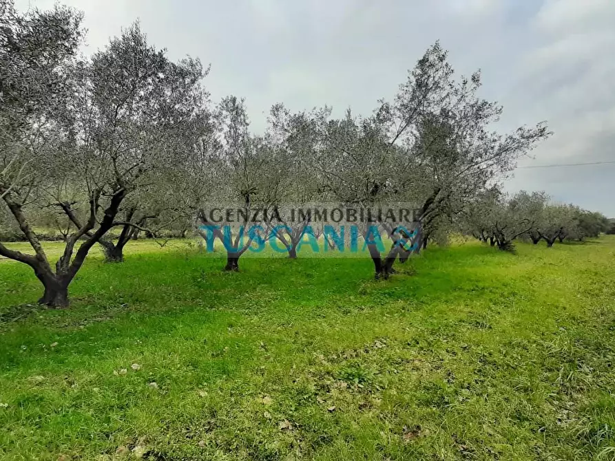 Immagine 1 di Terreno agricolo in vendita  a Cecina