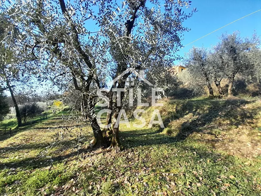 Immagine 12 di Terreno agricolo in vendita  a Montecarlo