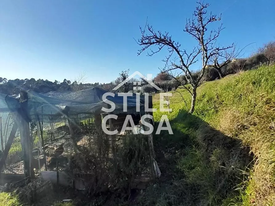Immagine 4 di Terreno agricolo in vendita  a Montecarlo