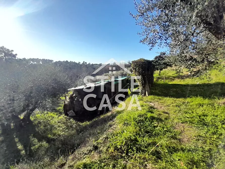 Immagine 7 di Terreno agricolo in vendita  a Montecarlo