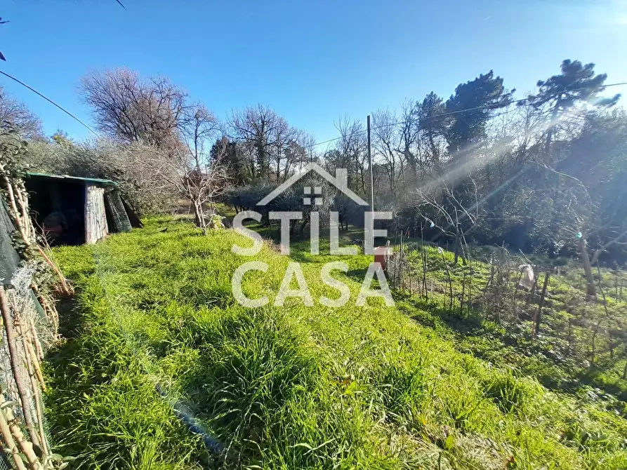 Immagine 2 di Terreno agricolo in vendita  a Montecarlo