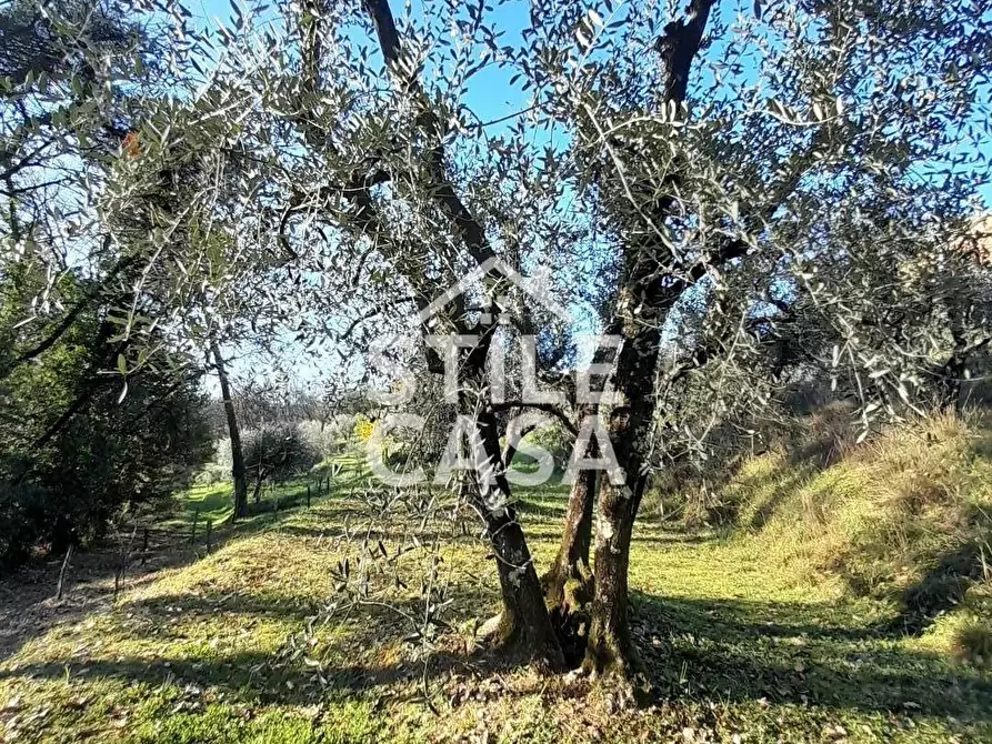 Immagine 14 di Terreno agricolo in vendita  a Montecarlo