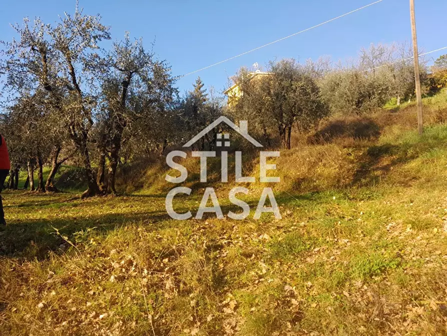 Immagine 13 di Terreno agricolo in vendita  a Montecarlo