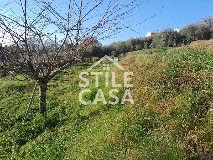 Immagine 17 di Terreno agricolo in vendita  a Montecarlo