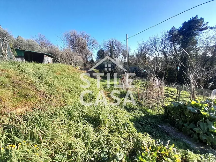 Immagine 16 di Terreno agricolo in vendita  a Montecarlo