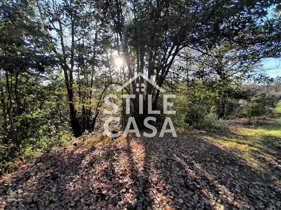 Immagine 9 di Terreno agricolo in vendita  a Montecarlo