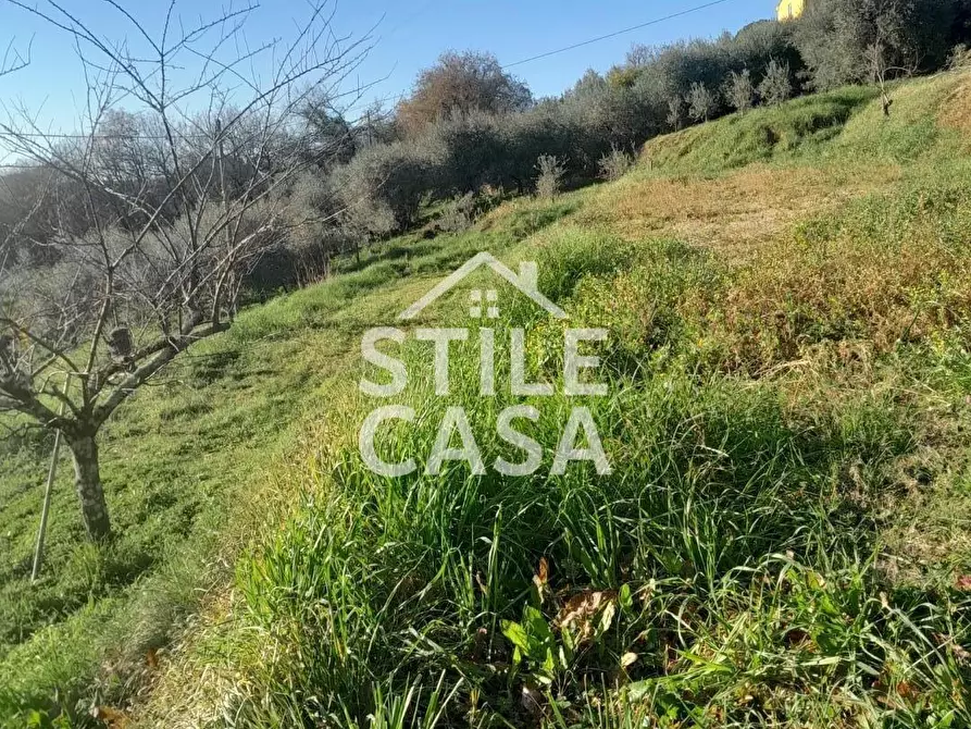 Immagine 19 di Terreno agricolo in vendita  a Montecarlo