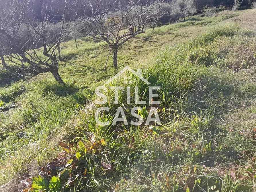 Immagine 6 di Terreno agricolo in vendita  a Montecarlo