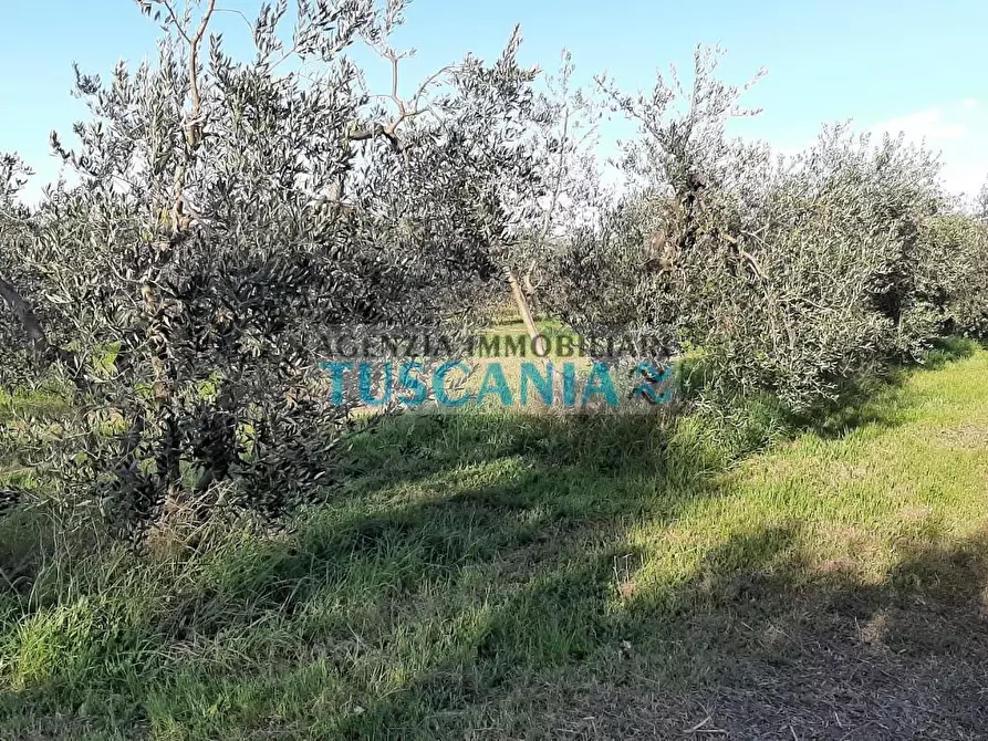 Immagine 1 di Terreno agricolo in vendita  a Rosignano Marittimo