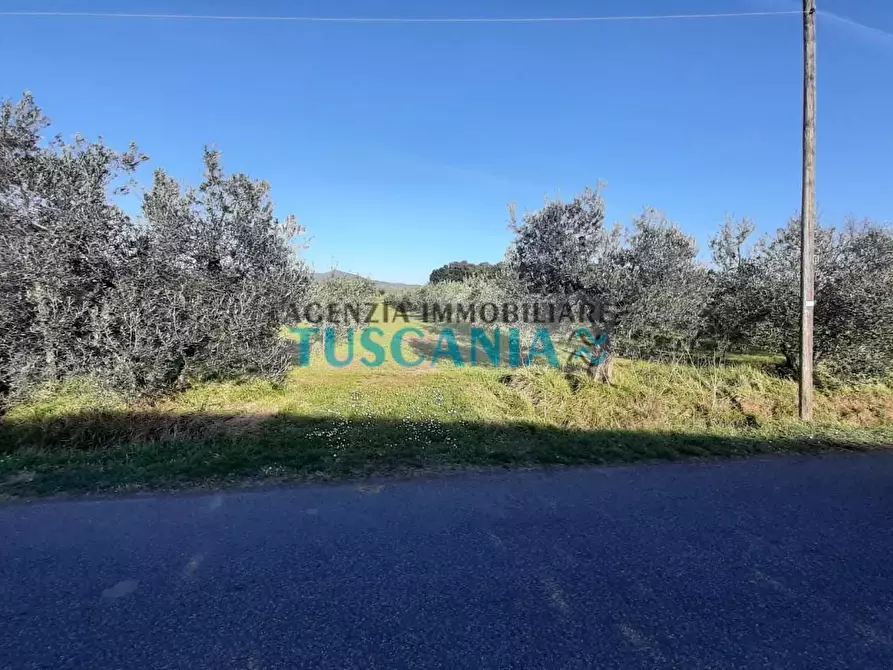 Immagine 4 di Terreno agricolo in vendita  a Rosignano Marittimo